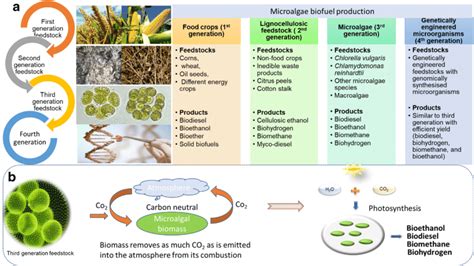  Barley: Uncovering its Potential for Biofuel Production and Sustainable Feed Additives!