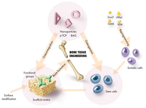  Tricalcium Fosfato: Biocompatibilidad y Regeneración Ósea en la Ingeniería de Tejidos!