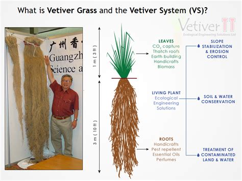 ¿Vetiver: La Hierba Maravillosa para la Industria de los Aromas y la Protección del Suelo?